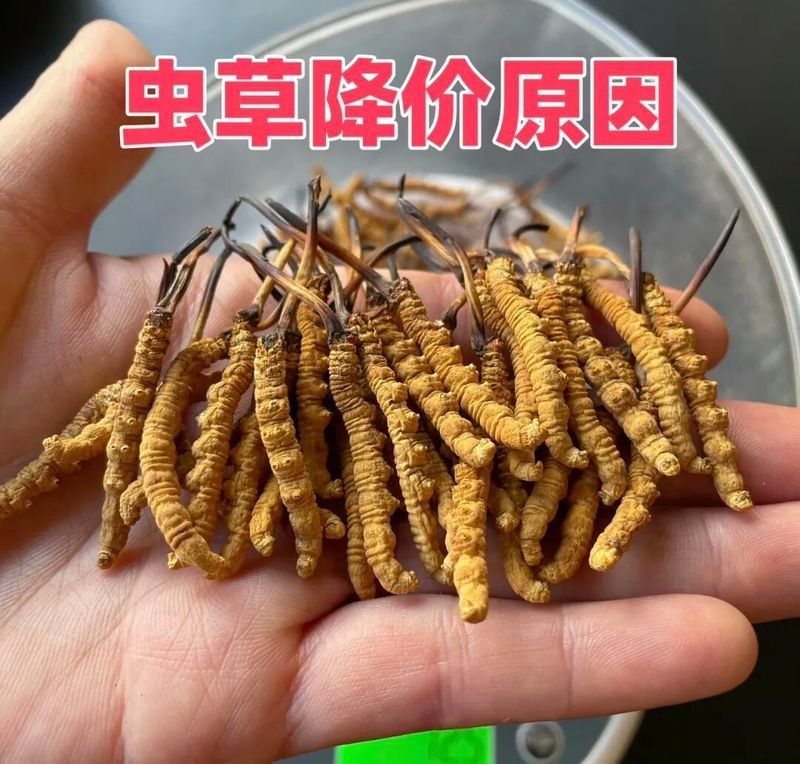 冬蟲夏草的價格波動大嗎？（2025冬蟲夏草多少錢一斤）