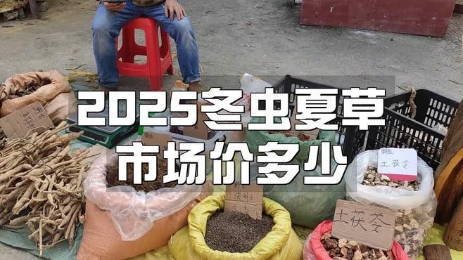 冬蟲夏草的價格波動大嗎？（2025冬蟲夏草多少錢一斤）