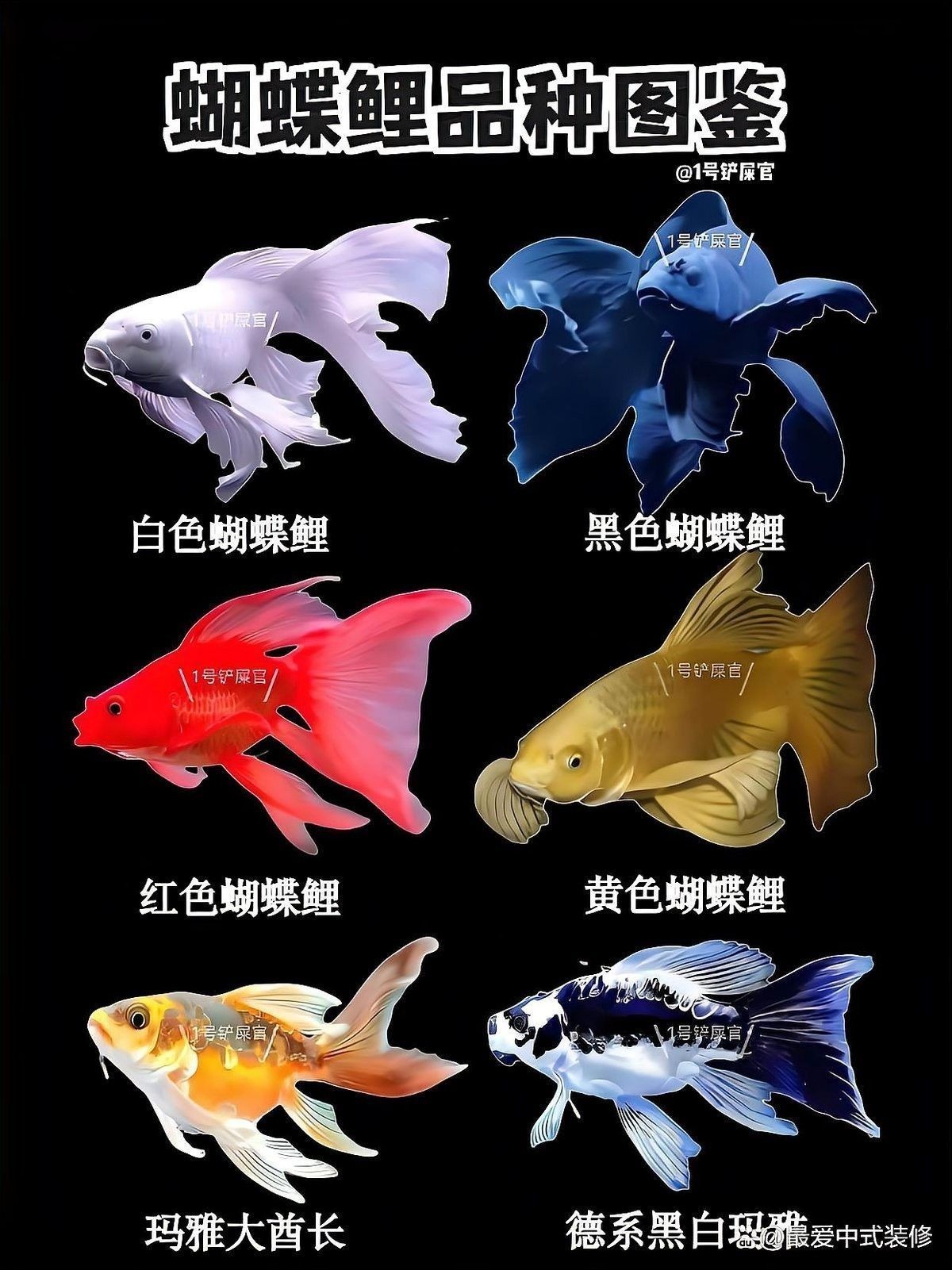 蝴蝶鯉和龍魚混養需要多久適應？（蝴蝶鯉和龍魚混養的適應時間）