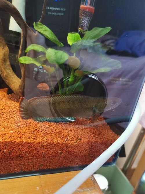 紅龍魚(yú)魚(yú)缸底沙如何選擇