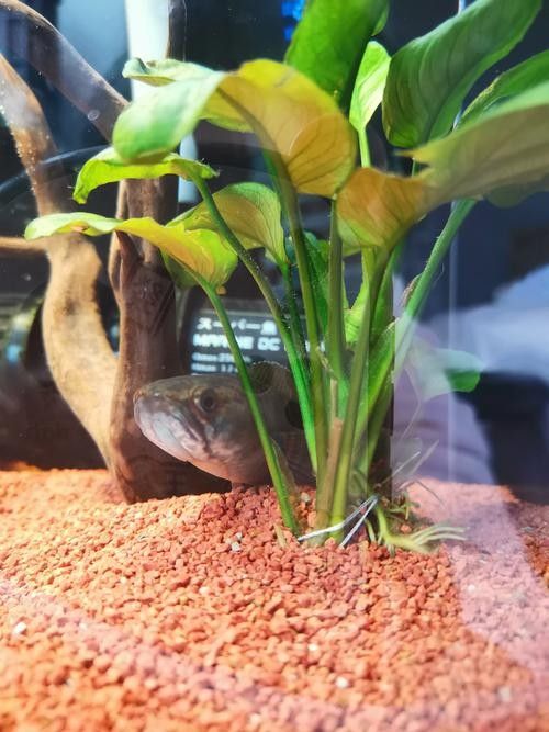 紅龍魚(yú)魚(yú)缸底沙如何選擇