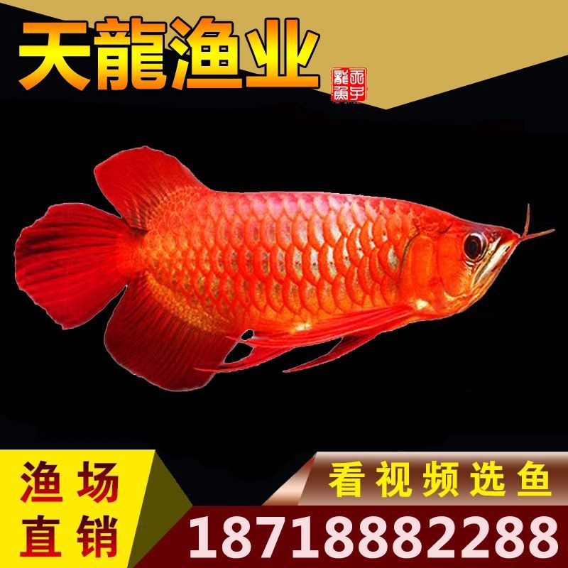 質保十年（粵嘉樂魚缸廠135300：質保十年，魚友柳舞清風說不錯）