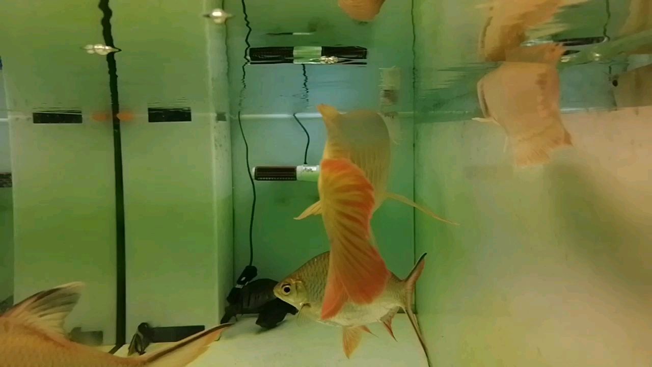揚州水族館紅龍這樣算是凸眼么？（揚州水族館紅龍這樣算是凸眼么，本研究旨在探討揚州水族館紅龍）
