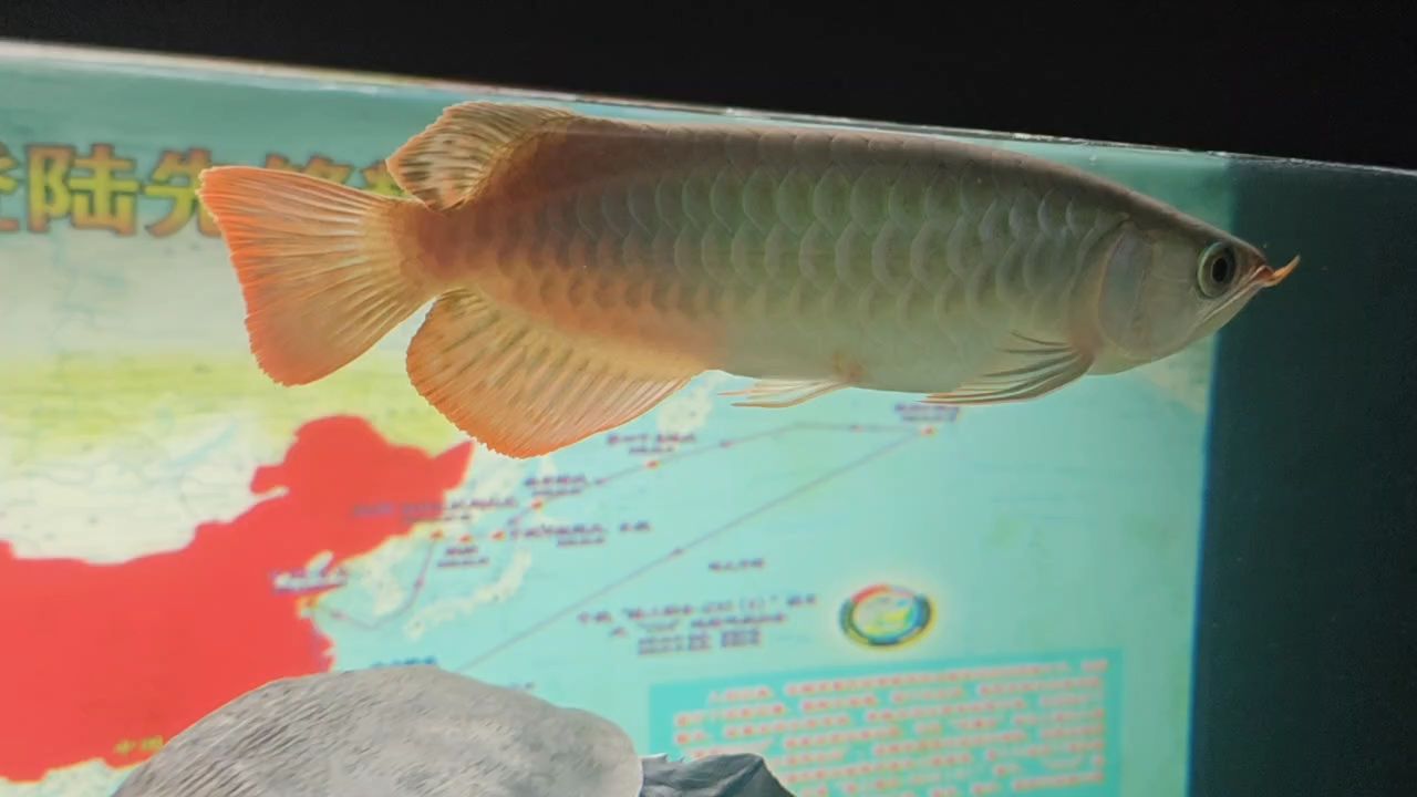 辣椒紅龍（農村種植辣椒紅龍有什么好處？）