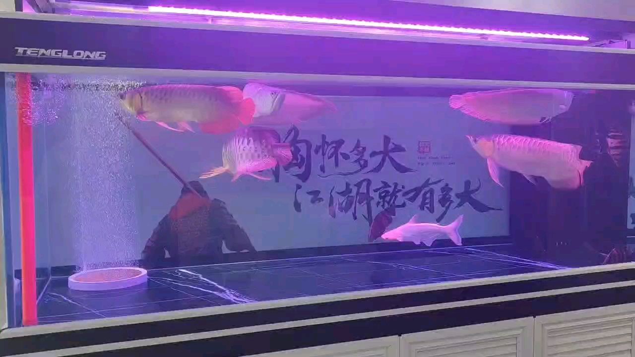 三亞觀賞魚店地址查詢（三亞觀賞魚店地址查詢電話號碼）（三亞觀賞魚市場地址查詢） 三亞觀賞魚店地址查詢（三亞觀賞魚店地址查詢電話號碼）（三亞觀賞魚市場地址查詢） 觀賞魚百科
