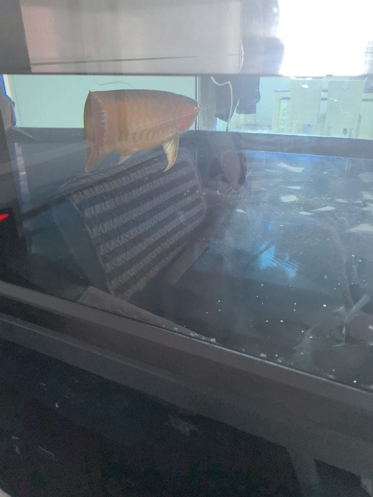 換水（北京老寧評論：換水對水質的影響及管理策略） 換水（北京老寧評論：換水對水質的影響及管理策略） 龍魚論壇