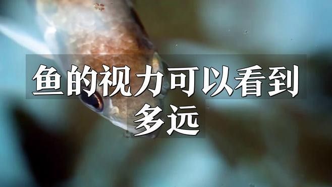 如何判斷龍魚是否完全失明（如何判斷龍魚是否完全失明，觀察龍魚的行為、環境因素）