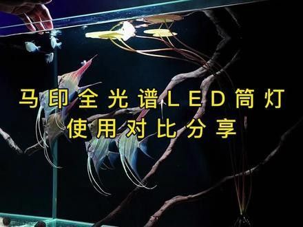 馬印龍魚(yú)燈LED燈管價(jià)格是多少（印龍魚(yú)燈led燈管價(jià)格因品牌、規(guī)格和質(zhì)量等因素而異）