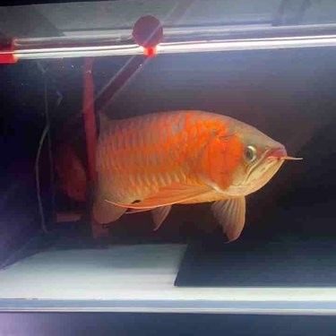 馬印龍魚(yú)燈LED燈管價(jià)格是多少（印龍魚(yú)燈led燈管價(jià)格因品牌、規(guī)格和質(zhì)量等因素而異）