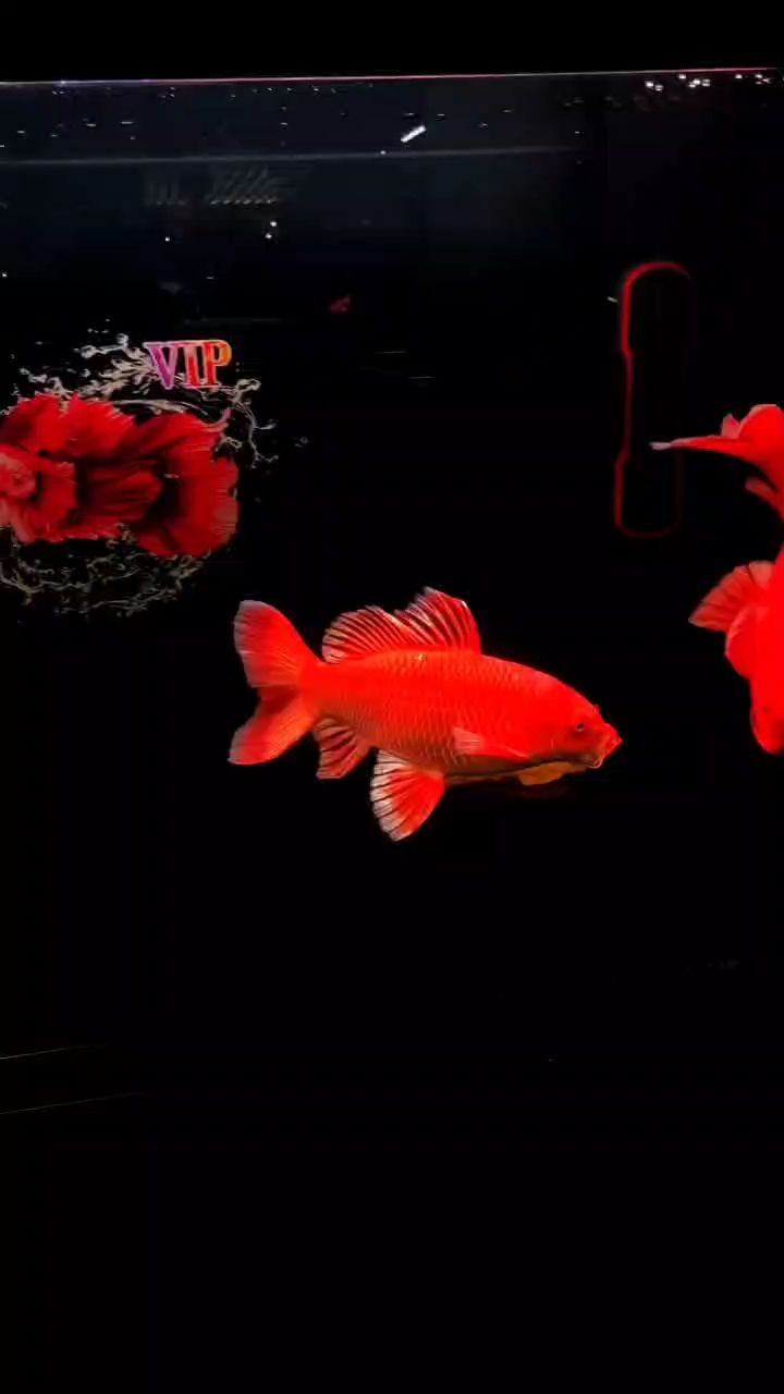 下午好（300-400字的摘要細(xì)節(jié)）