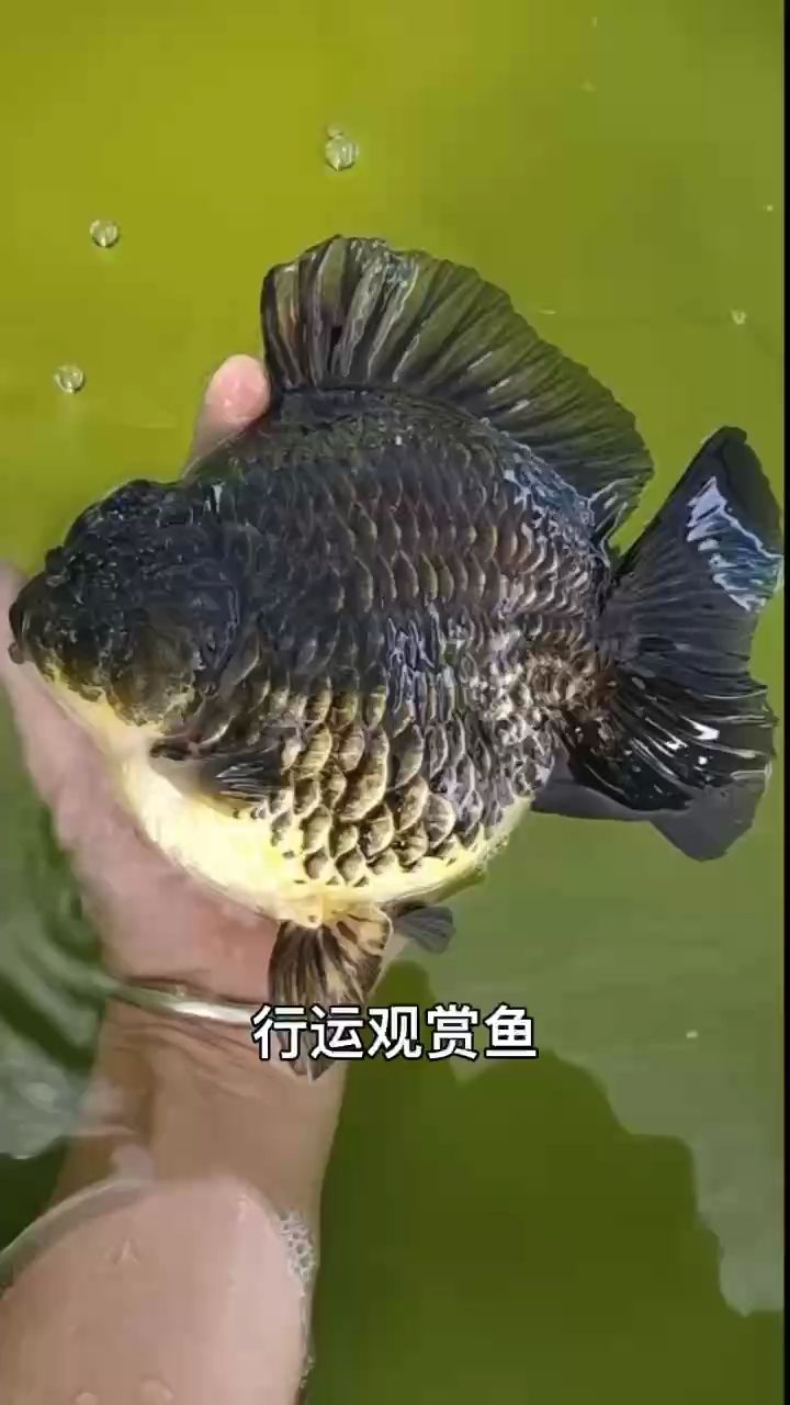 行運觀賞魚。（行運觀賞魚以其獨特的行為特征和飼養要求和飼養要求）