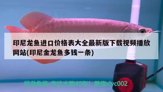 印尼龍魚進口價格表大全最新版下載視頻播放網站(印尼金龍魚多錢一條)（印尼龍魚進口價格表大全）