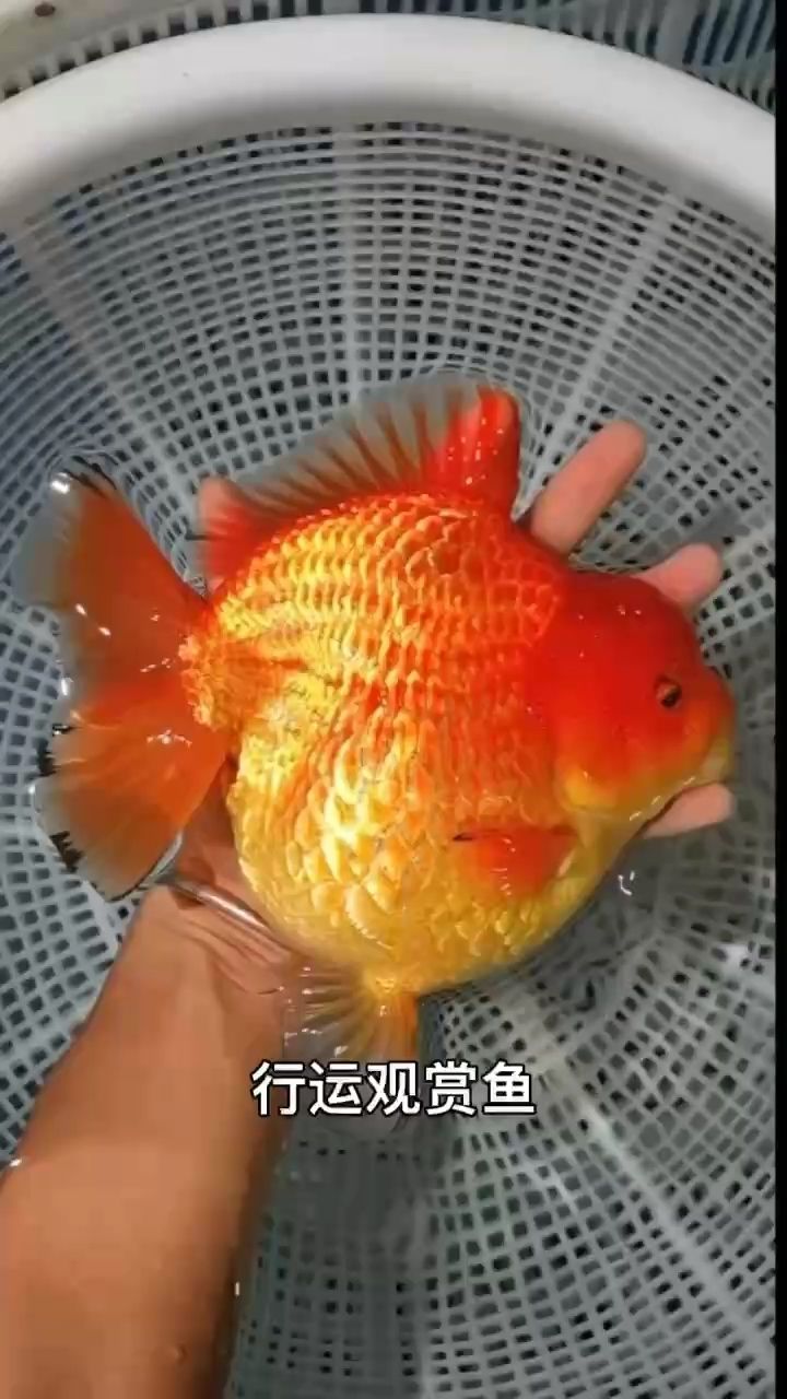 行運觀賞魚（行運觀賞魚是一種在水族館和家庭魚缸中流行的觀賞魚類）