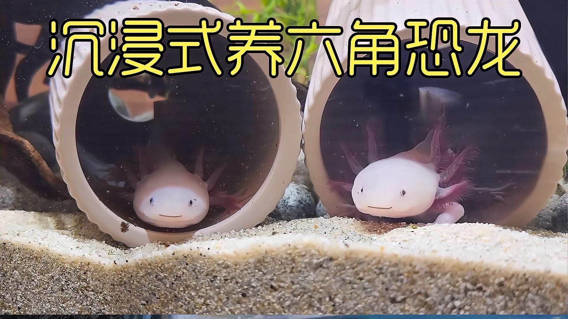如何保持六角龍飼養水的清潔（保持六角龍飼養水的清潔步驟）
