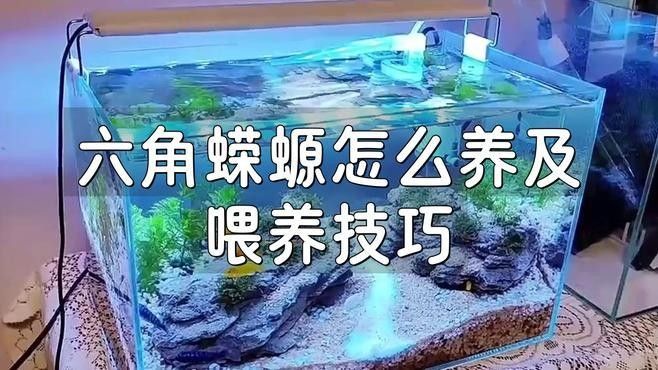 如何保持六角龍飼養水的清潔（保持六角龍飼養水的清潔步驟）
