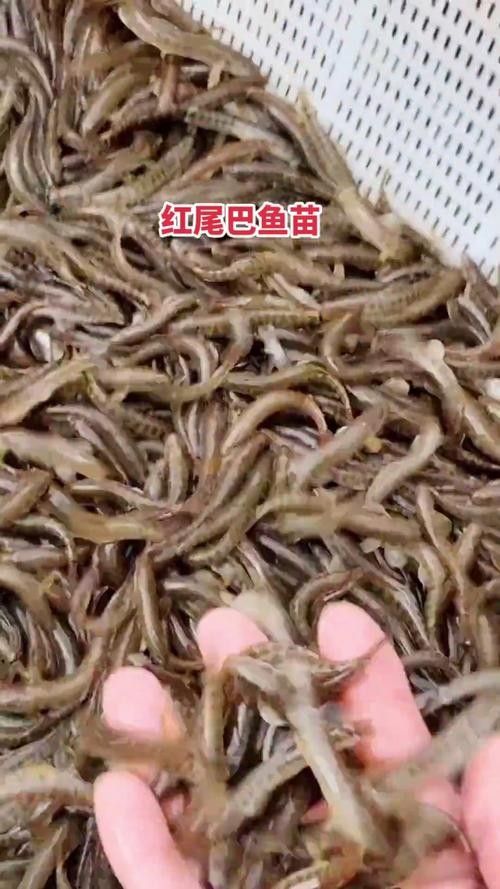 紅尾龍魚的價格是多少？（紅尾龍魚價格受到多種因素影響） 紅尾龍魚的價格是多少？（紅尾龍魚價格受到多種因素影響） 龍魚百科 第6張