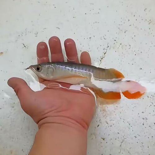紅尾龍魚的價格是多少？（紅尾龍魚價格受到多種因素影響） 紅尾龍魚的價格是多少？（紅尾龍魚價格受到多種因素影響） 龍魚百科 第4張