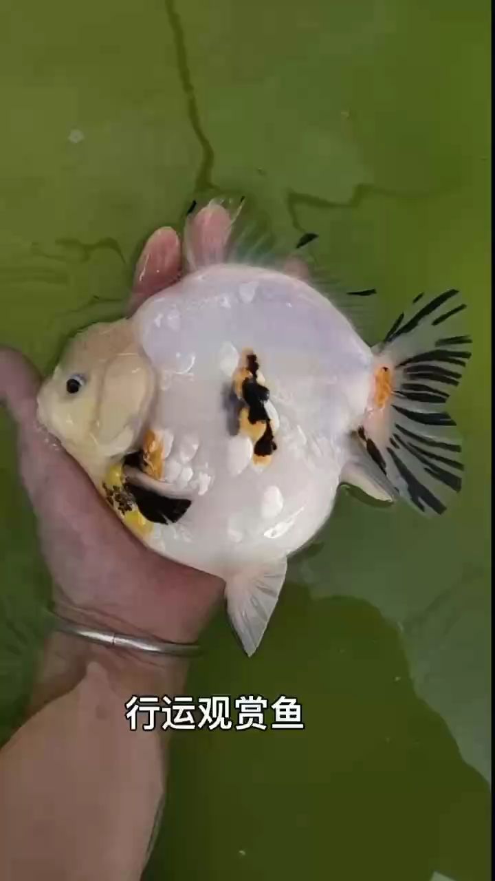 行運觀賞魚（行運觀賞魚不僅是美麗的裝飾品，也是文化和生態的重要組成部分） 行運觀賞魚（行運觀賞魚不僅是美麗的裝飾品，也是文化和生態的重要組成部分） 龍魚論壇