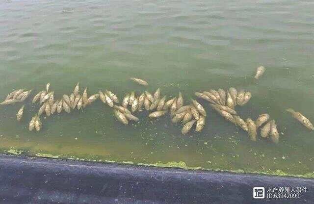 龍魚內(nèi)臟受損后需要停食多久？（龍魚內(nèi)臟受損后停食時(shí)間取決于損傷嚴(yán)重程度和健康狀況）