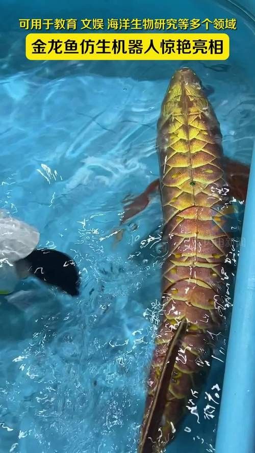 金龍魚仿生機器人有哪些型號?(中國“未來武器”出現王子看臺海聽金龍魚仿生機器人) 龍魚百科 第1張 金龍魚仿生機器人有哪些型號?(中國“未來武器”出現王子看臺海聽金龍魚仿生機器人) 金龍魚仿生機器人有哪些型號?(中國“未來武器”出現王子看臺海聽金龍魚仿生機器人) 龍魚百科 第1張