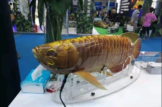 金龍魚仿生機器人有哪些型號？（中國“未來武器”出現王子看臺海聽金龍魚仿生機器人） 金龍魚仿生機器人有哪些型號？（中國“未來武器”出現王子看臺海聽金龍魚仿生機器人） 龍魚百科 第9張