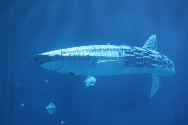 金龍魚仿生機器人有哪些型號？（中國“未來武器”出現王子看臺海聽金龍魚仿生機器人） 金龍魚仿生機器人有哪些型號？（中國“未來武器”出現王子看臺海聽金龍魚仿生機器人） 龍魚百科 第7張