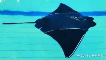 金龍魚仿生機器人有哪些型號？（中國“未來武器”出現王子看臺海聽金龍魚仿生機器人） 金龍魚仿生機器人有哪些型號？（中國“未來武器”出現王子看臺海聽金龍魚仿生機器人） 龍魚百科 第11張