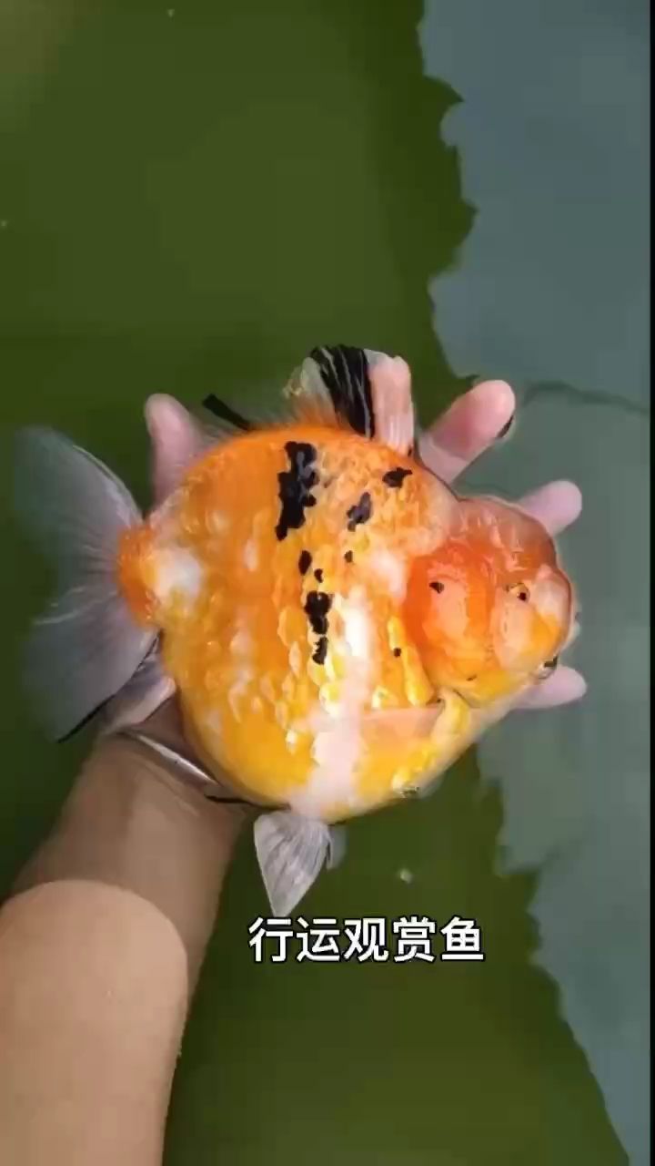 行運觀賞魚（關于行運觀賞魚的一些摘要）
