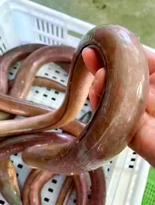 哪里可以買到新鮮的汕頭杜龍魚（新鮮汕頭杜龍魚的購買方法）