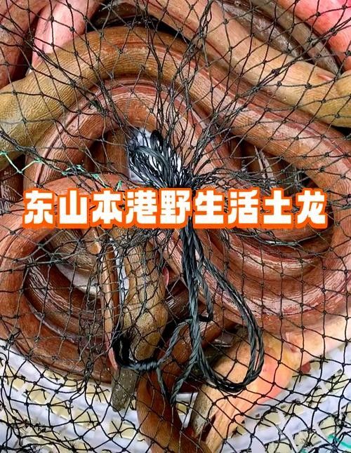 哪里可以買到新鮮的汕頭杜龍魚（新鮮汕頭杜龍魚的購買方法）