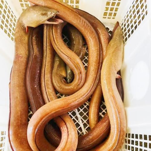 哪里可以買到新鮮的汕頭杜龍魚（新鮮汕頭杜龍魚的購買方法）
