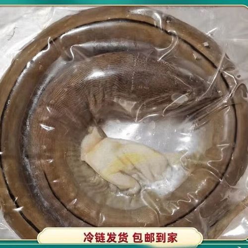 哪里可以買到新鮮的汕頭杜龍魚（新鮮汕頭杜龍魚的購買方法）