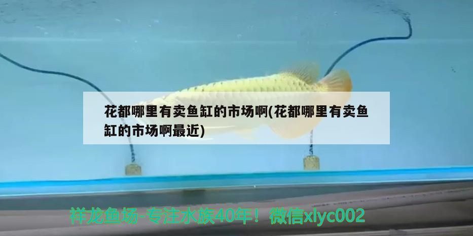 花都哪里有賣魚缸的市場啊(花都哪里有賣魚缸的市場啊最近)
