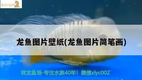 龍魚圖片壁紙(龍魚圖片簡(jiǎn)筆畫)
