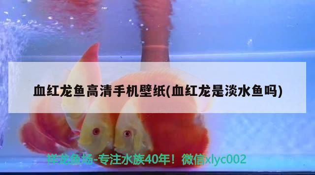 血紅龍魚高清手機壁紙(血紅龍是淡水魚嗎) 血紅龍魚高清手機壁紙(血紅龍是淡水魚嗎) 觀賞魚百科