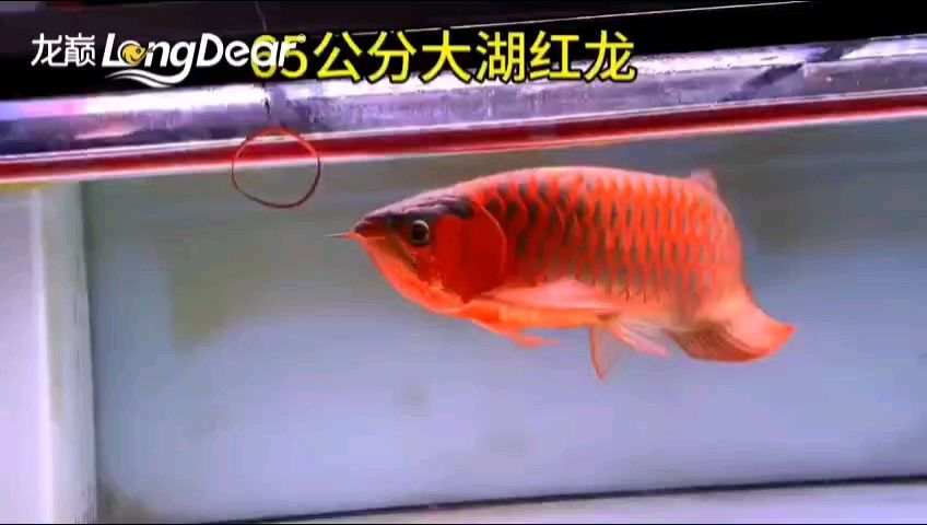 轉發876（“轉發876”的含義）