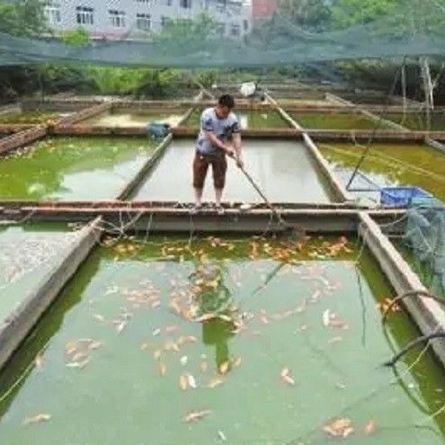 給我一份六角恐龍魚喂食周期表，六角恐龍魚的喂食周期