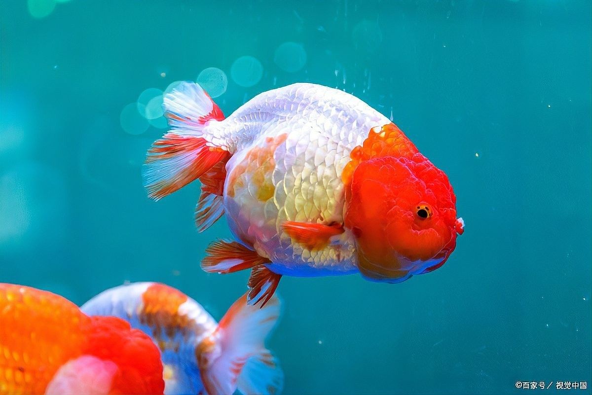 龍魚浮水面會死嗎（龍魚浮在水面上是否會死）