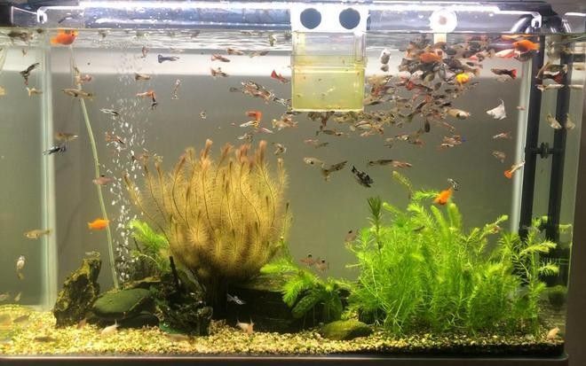 龍魚浮水面會死嗎（龍魚浮在水面上是否會死）
