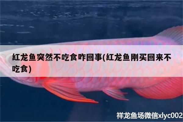 紅龍魚突然不吃食咋回事(紅龍魚剛買回來不吃食)（紅龍魚不吃食怎么辦）