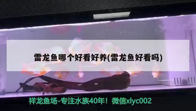 雷龍魚哪個好看好養(雷龍魚好看嗎) 雷龍魚哪個好看好養(雷龍魚好看嗎) 觀賞魚百科