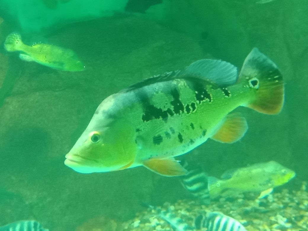 給大魚缸換水的作文:體驗給大魚缸換水的樂趣:體驗給大魚缸換水:給大魚缸換水的作文 (全球氣候變化對農業(yè)的影響及其應對策略) 龍魚論壇 (全球氣候變化對農業(yè)的影響及其應對策略) (全球氣候變化對農業(yè)的影響及其應對策略) 龍魚論壇