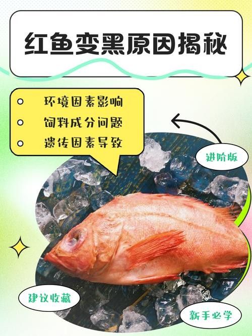 如何預防紅龍魚側(cè)線發(fā)黑？（紅龍魚側(cè)線發(fā)黑會自愈嗎，）