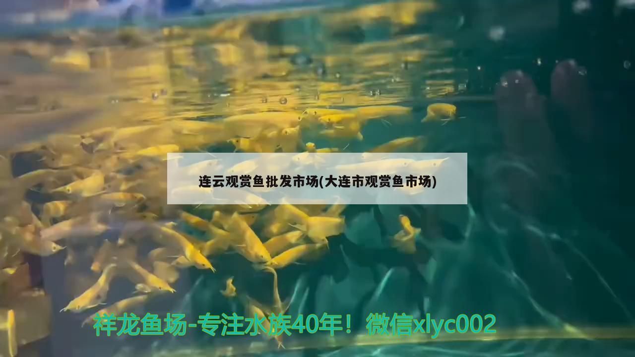 連云觀賞魚批發市場(大連市觀賞魚市場)（連云觀賞魚市場）