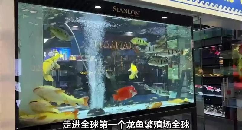 龍圩哪個水族館龍魚好？祥龍魚場龍魚（廣州祥龍魚場）
