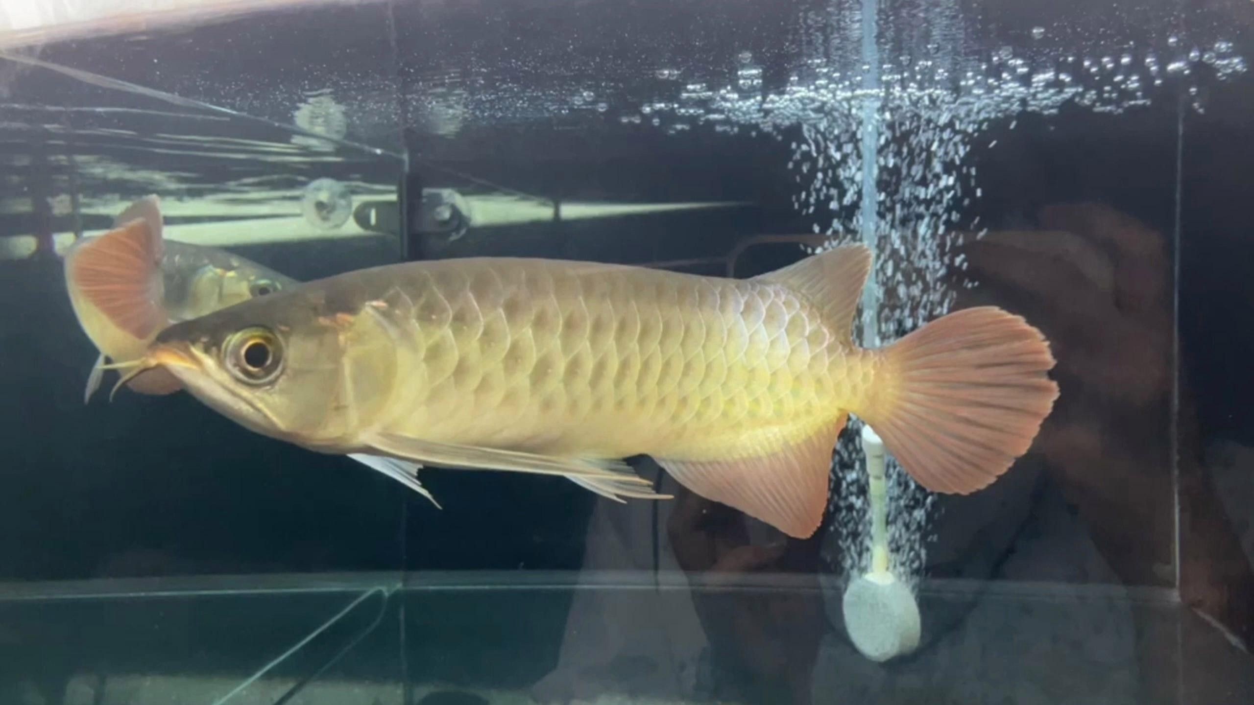龍魚燒尾期間需要換水嗎（觀賞魚燒尾期間需要換水，龍魚燒尾期間需要換水嗎）