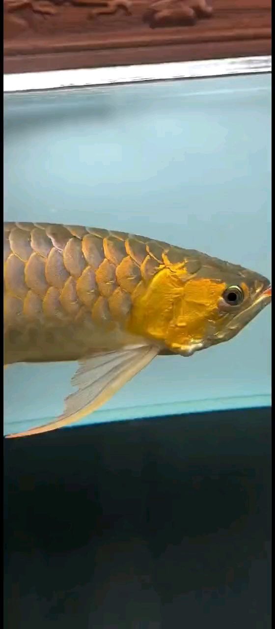 各位魚友們，大家好，這種情況是什么問題？兩邊魚鰓鼓包是什么問題？該怎么處理？請大神指教