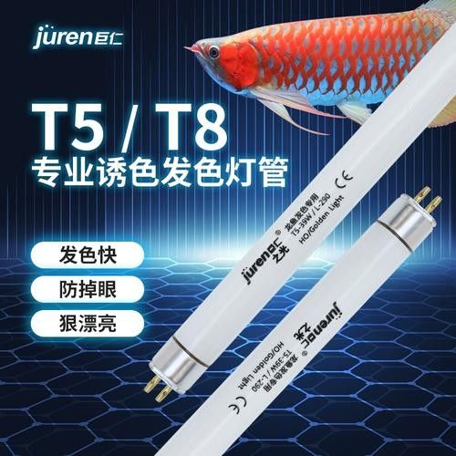 如何選擇適合龍魚的熒光燈（廣州龍魚祥龍魚燈光選擇與使用詳解紅龍魚燈光選擇與使用詳解）