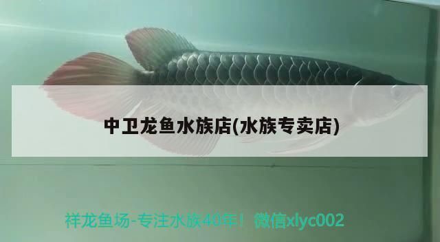 中衛龍魚水族店(水族專賣店)