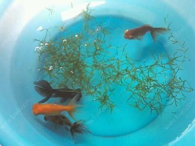 1米2的魚缸適合養什么魚：1.2米的魚缸可以養很多不同的魚類，具體選擇取決于個人喜好和飼養經驗
